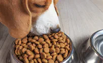 רכישה נכונה של אוכל עבור הכלבים שלכם