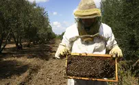 גניבת כוורות דבורים – מכת מדינה