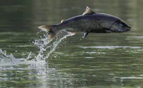 הדג קפץ מהמים ונתקע בגרון