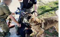 Security dog thwarted shooting attack