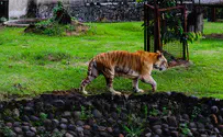 Watch: Bengal tiger walks Mexican city streets