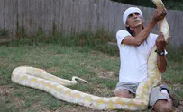 Biologists capture record 18-foot long python in Florida