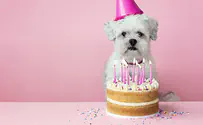 אלפי אורחים: יום הולדת לכלב