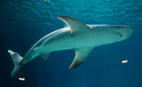 Watch: Shark swims dangerously close to Florida beachgoers