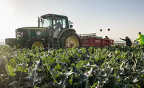 Arab farmers falsely labeling produce, rabbis warn