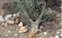 Arabs Chop Down Olive Trees at Netzer