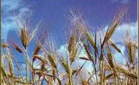 Judean Barley Mutation May Help Solve Food Crisis 
