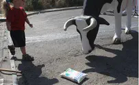 שדרות: רפתנים חילקו שקיות חלב חינם