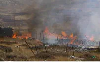 פלסטינים הציתו מטע זיתים - 120 עצים נשרפו