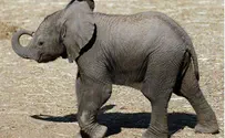 השיטפונות בתאילנד: 17 פילים נלכדו באי זעיר