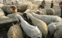 הטכנולוגיה בשירות עדרי הצאן של הבדואים