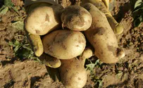 Jordanian Farmers Demand: Stop Importing Israeli Potatoes