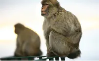 Iran Says It Will Send Monkey into Space in 2012