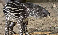 Safari Celebrates First-Ever Birth of Male Tapir