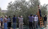 'Olive Harvest Time an Opportunity for Troublemakers'