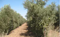 הרשות הפלסטינית תיטע 750 אלף עצי זית