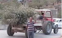 פלסטינים כרתו עצי זית סמוך לעטרת