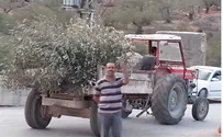 Arab/Leftist Olive Tree Vandals Busted by Jewish Film Crew