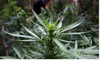  Washington, Colorado Legalize Recreational Use of Marijuana