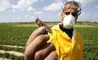 Rabbi: Pray that Locusts Do Not Plague Israel