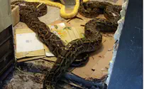 Canada: 40 Pythons Seized in Motel