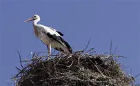 Egypt: 'Israeli Spy Stork' Killed and Eaten