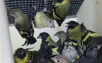 'Bird Man' Nabbed in Illegal Avian Import Scheme