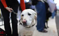 Iranian Dog Owners Could Face Lashes Under Proposed Law