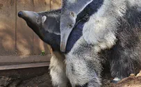דובות נמלים חדשות בספארי ברמת גן