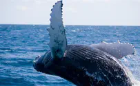 לוויתנים בעין המזל"ט