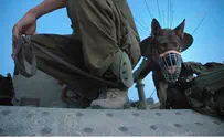 Watch: Elite IDF Canine Unit Helps Search for Kidnapped Teens