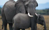Amazing Footage Shows How Elephants React to Air Raid Sirens