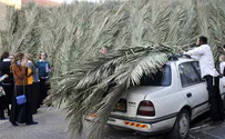 Pest Attacking Sukkah Palm Branch Covers, Ministry Warns