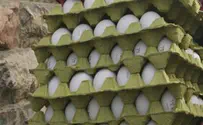 מחירי הביצים לקראת עלייה דרמטית