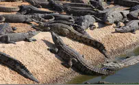 Jordan Valley in Danger of a Crocodile Invasion