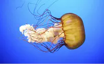 Electric Company Goes on 'Jellyfish Patrol'