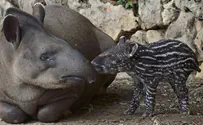 'Immaculate Conception'? Israeli Tapir Gives Birth With No Males