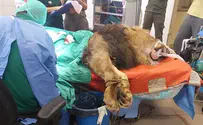 Critical Care: Israeli Vets Remove Tumor from African Lion