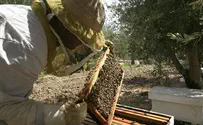 האירופים משעים שימוש בהדברה הפוגעת בדבורים