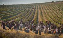 Defying Terror, Christian Zionists Flock to Aid Samaria Farmers