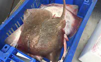 Authorities foil attempt to smuggle stingrays through checkpoint