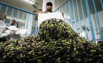 Dying trees: Olive oil byproduct is threatening the environment