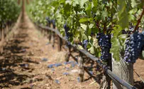 Samaria winery claims victory over BDS at home