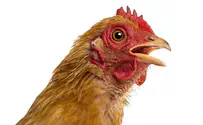 Research: Nearly all fresh chicken in Israel is contaminated