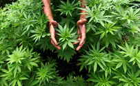 Gone to pot: Israel becoming world leader in medical marijuana