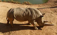 Watch: Rhino escapes Israeli safari