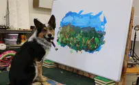 כלב אומנותי -צפו      