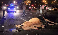 Negev tragedy: Teen killed when car crashes into camel