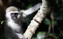 Primate prankster: Monkey causes nationwide blackout in Kenya