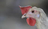 ויראלי: האינסטינקט האמהי של התרנגולת